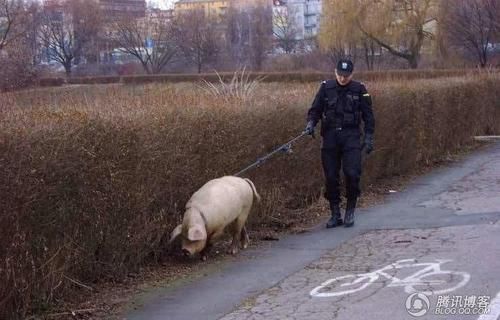 雷人警察